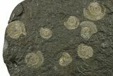 Fossil Ammonite Cluster - Posidonia Shale, Germany #383719-1